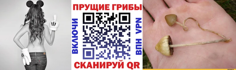 Галлюциногенные грибы Magic Shrooms  Новая Усмань 